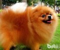 博美犬老是放屁是患病了吗？
