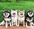 买黄色柴犬的话需求多少钱？