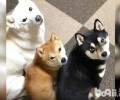 你所不知道的柴犬的喂食攻略