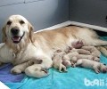 金毛犬不是长毛犬吗？为什么会有短毛的金毛犬？