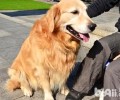 金毛犬的耳毛是必需要拔的吗?
