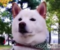 有人竟然用土狗当柴犬去出售？