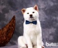 为什么家里养的柴犬不摇尾巴？