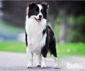 边境牧羊犬最多能能活到多少岁？