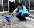 为什么有的狗狗不喜欢被人抱？