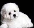 怎么能知道比熊犬是不是怕冷？