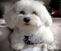 比熊犬的脚掌褪色了是什么原因？