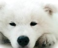 贵宾犬和泰迪的差异有哪些？它们有什么不同？