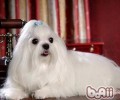 马尔济斯犬多少钱一只？