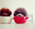 茶杯犬究竟多少钱一只？跟以下要素有关！
