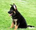 德国牧羊犬价格多少？一看便知！