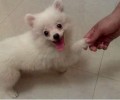 雷米高狗粮怎么样狗狗爱吃吗？
