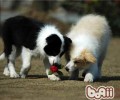 边境牧羊犬练习怎样才干做好？