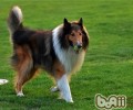 苏格兰牧羊犬价格