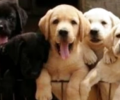 拉布拉多犬价格怎么？值得下手吗？