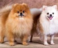 英系博美犬价格到底是怎样定的？