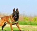 比利时马犬价格