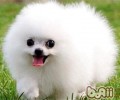 美犬多少钱一只，至少要这个数