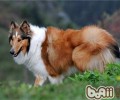 苏格兰牧羊犬性情