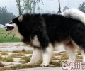 阿拉斯加犬怎样养？