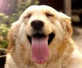 金毛犬这么温柔为什么会咬人？