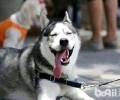 哈士奇掉毛掉到失望？怎么能缓解掉毛的状况？