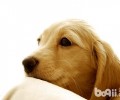 金毛犬还有什么种类能够分吗？