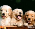 金毛犬的性情怎么样？好养吗？