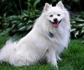 国际猎犬十大排名