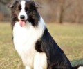 “牧羊犬多少钱一只”？这些“要素”决议价格