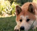秋田和柴犬的差异在哪里， 怎么区别？