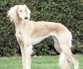 国际优异猎犬十大排名