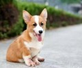 想养柯基犬？一只纯种柯基犬多少钱？