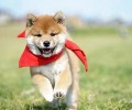“合适家养的中型犬”有哪些，哪一种犬类最好？