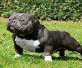 想养恶霸犬?你知道恶霸犬多少钱一只吗？