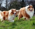 苏格兰牧羊犬多少钱？好养吗？
