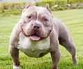 恶霸犬价格多少钱一只，它们有何特征？