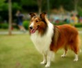 苏格兰牧羊犬的价格你们了解吗?