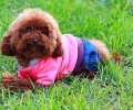 贵宾犬和泰迪的差异在哪里？