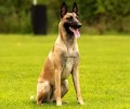 “纯种马犬多少钱一只”？什么要素决议它们的价格?