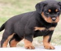 田园犬多少钱一只？怎么选购健康的狗狗？