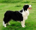 边境牧羊犬——合适新手养殖的宠物
