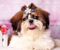 西施犬多少钱一只？怎么进行养殖？