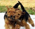威尔士柯基犬价格是怎样定出来的？