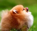 博美犬多少钱一只，定价规范是什么？