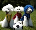 还在因比熊犬的价格而不敢下手？学完骗子都绕着你走。