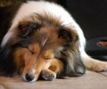 喜乐蒂牧羊犬价格高吗？2019喜乐蒂价格大公开！