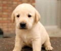 拉布拉多犬和金毛有什么区别呢 快来看看吧