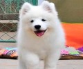 萨摩耶犬多少钱一只?来了解一下