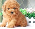 泰迪犬多少钱一只？值得购买吗？